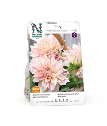 Dahlia 'Café au Lait Twist'